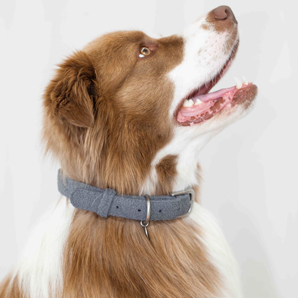 Boucle Fabric Dog Collar – 4 Colours, S/M/L